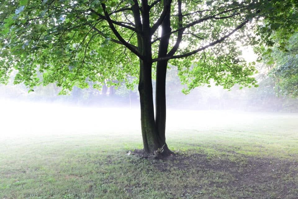 A single tree in a green field, bathed in soft light.