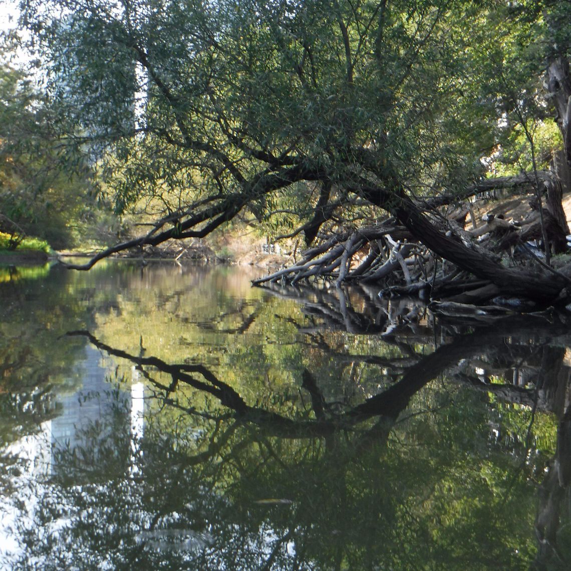 PSA: Mimico Creek spill